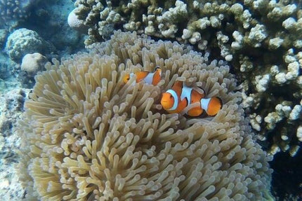 Phi Phi, Maya Bay, & Khai Islands Premium Trip from Phuket.