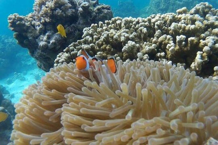 Phi Phi, Maya Bay, & Khai Islands Premium Trip from Phuket.