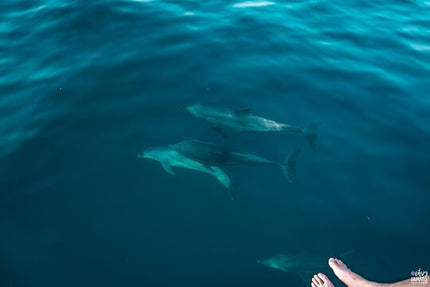 Full-Day Phi Phi and Maiton Islands Tour by Speed Catamaran.