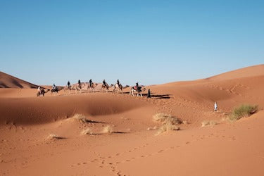 26-Day Cape Town Highlights And Safari Pre Cruisetour