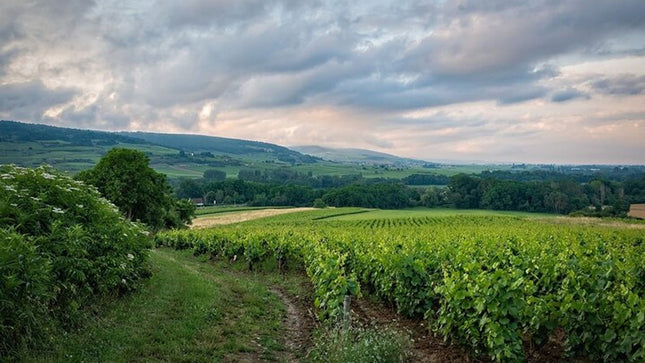 Private Cape Town Wine Tasting with Vineyards and Scenic Views