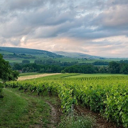 Private Cape Town Wine Tasting with Vineyards and Scenic Views