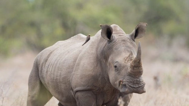 Cape Town: Sunset Aquila Safari Tour with Wine Tasting
