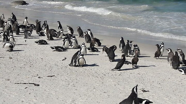 2-Day Best Private Tour Robben Island, Table Mountain, Cape Point