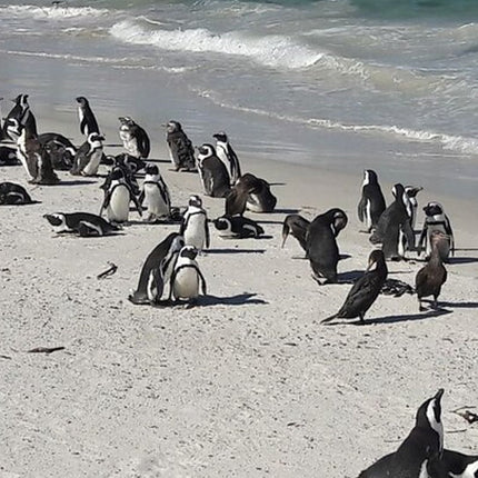 2-Day Best Private Tour Robben Island, Table Mountain, Cape Point