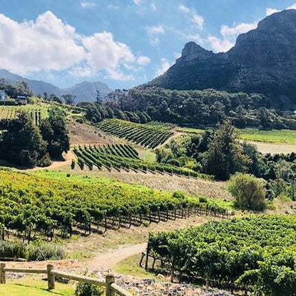 Full Day Constantia Wine Tasting and Table Mountain
