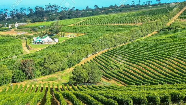 Cape Town Private Tour Robben Island and Constantia Wine Tasting