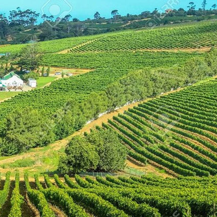 Cape Town Private Tour Robben Island and Constantia Wine Tasting