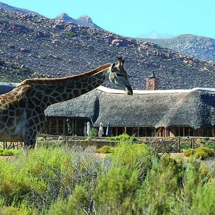 Cape Town Inverdoorn Game Reserve Tour