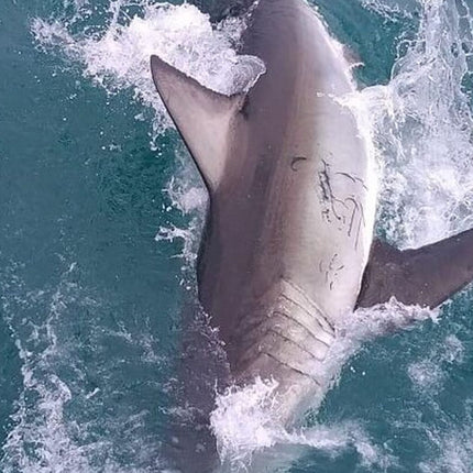 From Cape Town Shark Cage Diving and Viewing in Gansbaai