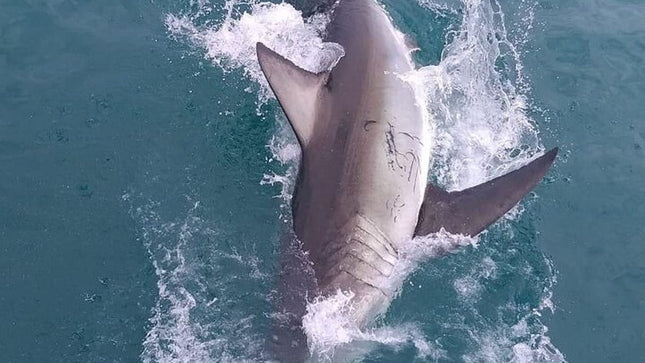 From Cape Town Shark Cage Diving and Viewing in Gansbaai