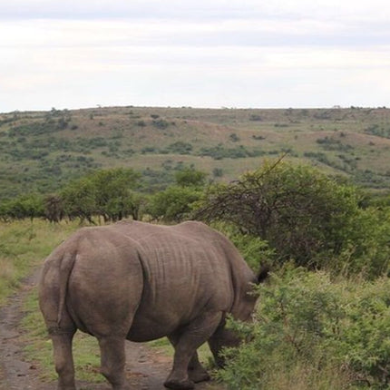 7 Days Kruger National Park Private Tour
