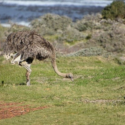 Boulders Penguins in Cape Town full day tour