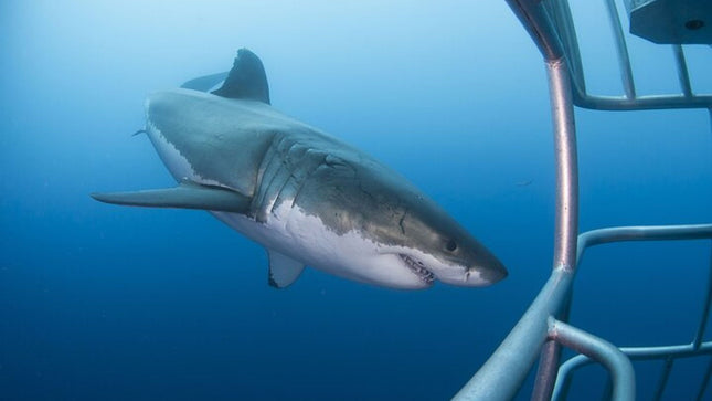 White Shark Cage Full Day Tour in Cape Town