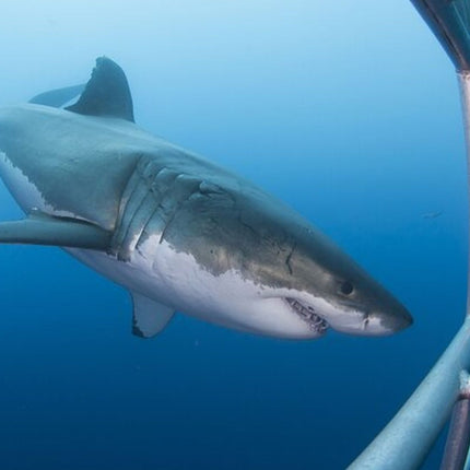 White Shark Cage Full Day Tour in Cape Town