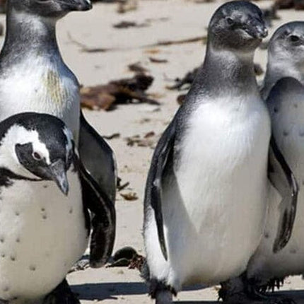 Private Tour to Robben Island and Cape Point in Cape Town