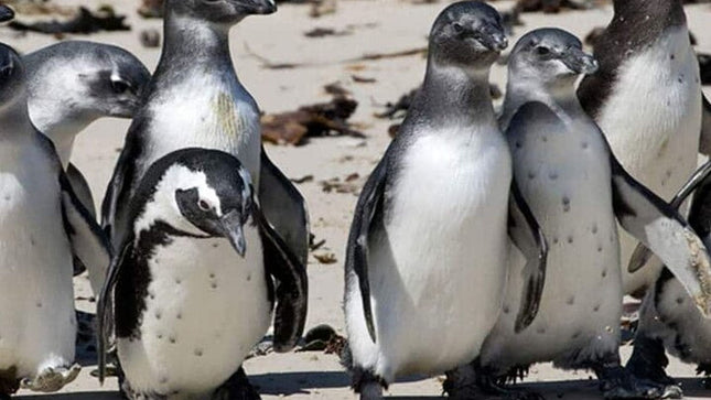 Private Tour to Robben Island and Cape Point in Cape Town