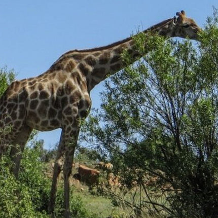 Bloemfontein and Botanical Garden Private Tour with Pickup