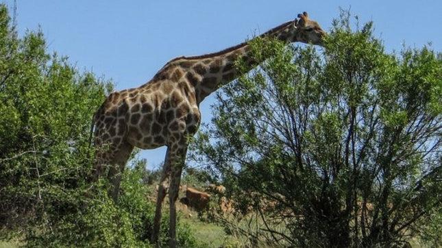Bloemfontein and Botanical Garden Private Tour with Pickup