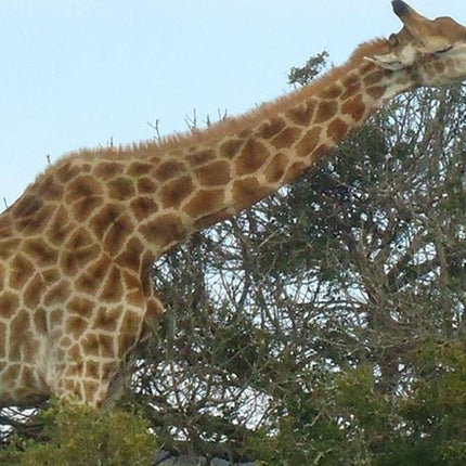 3 Day Big 5 and Bungee Tour - Garden Route Small Group Tour from Cape Town