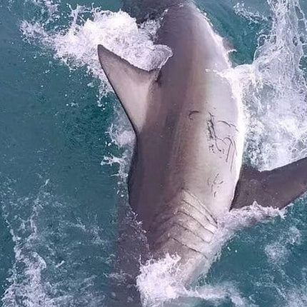From Cape Town Shark Cage Diving and Viewing in Gansbaai