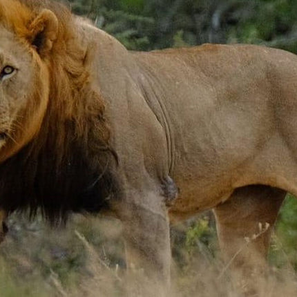 Hluhluwe Imfolozi Park Day Safari