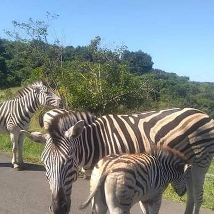 Hluhluwe Imfolozi Park Day Safari