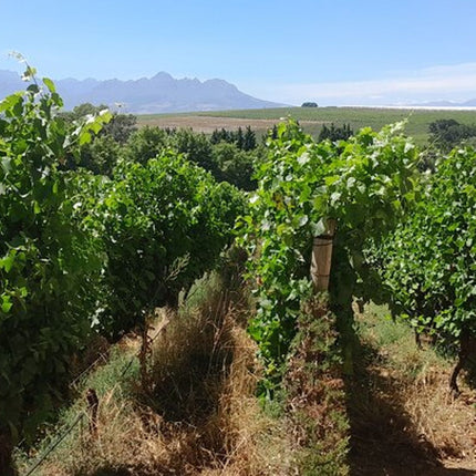 Robben Island, Table Mountain, Wine Tasting at Groot Constantia