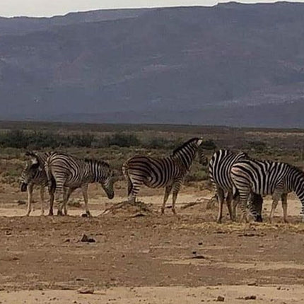 Cape Town Private Safari Transfer Service
