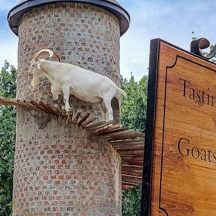 Cape Town: Small-Group Aquila Safari Tour with Wine Tasting