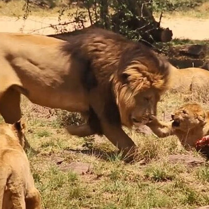 Cape Town Inverdoorn Game Reserve Tour