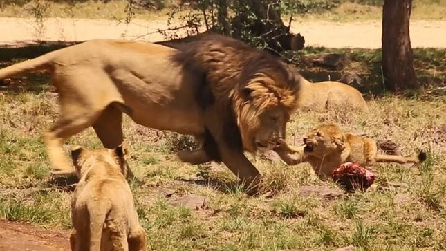 Cape Town Inverdoorn Game Reserve Tour