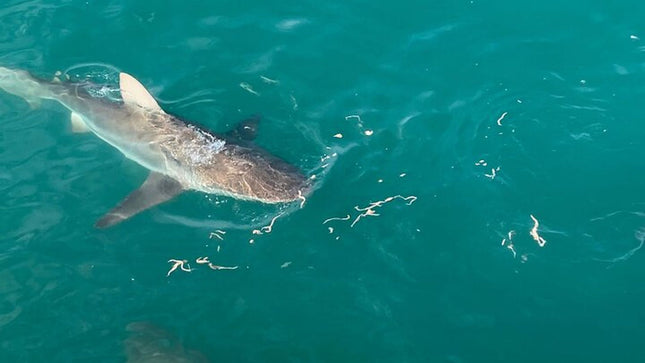 From Cape Town Shark Cage Diving and Viewing in Gansbaai