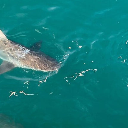From Cape Town Shark Cage Diving and Viewing in Gansbaai