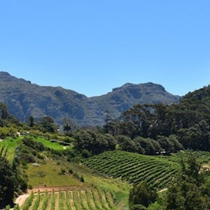 Constantia: Full-Day Wine Tour + Roundtrip Transfer