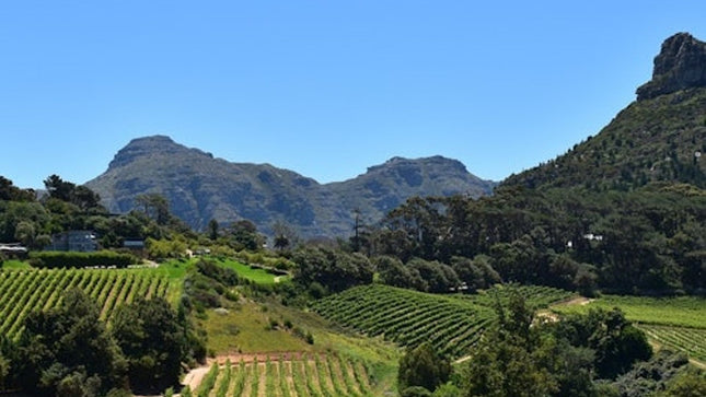Constantia: Full-Day Wine Tour + Roundtrip Transfer