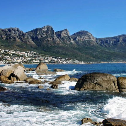 Combo Marine Wildlife Cruise & Cape Town City Full Day Tour