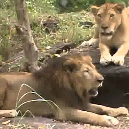 Cape Town Inverdoorn Game Reserve Tour