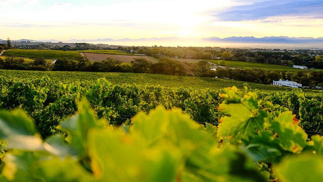 Robben Island ,Kirstenbosch Gardens and Groot Constantia.