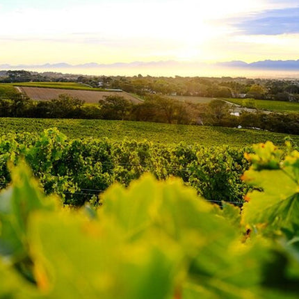 Robben Island ,Kirstenbosch Gardens and Groot Constantia.