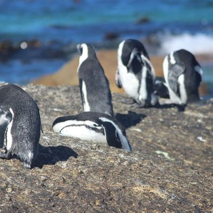 African Penguins explorers