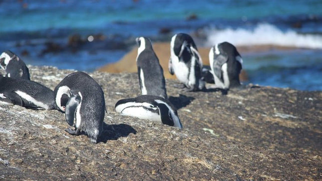 African Penguins explorers