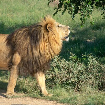 Unforgettable Lion Safari Adventure from Johannesburg