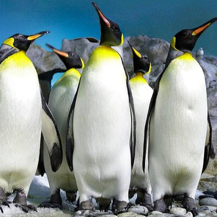 2-Day Best Private Tour Robben Island, Table Mountain, Cape Point