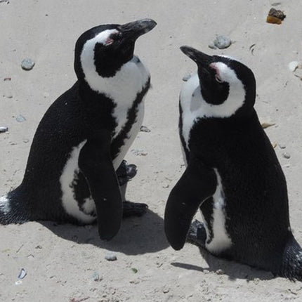 Cape Point & Cape Peninsula Day Tour from Cape Town