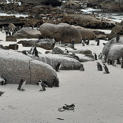 Cape of Good Hope Tour by Bus