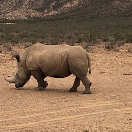 Cape Town: Full-Day Aquila Safari Tour with Nederburg Wine Tasting