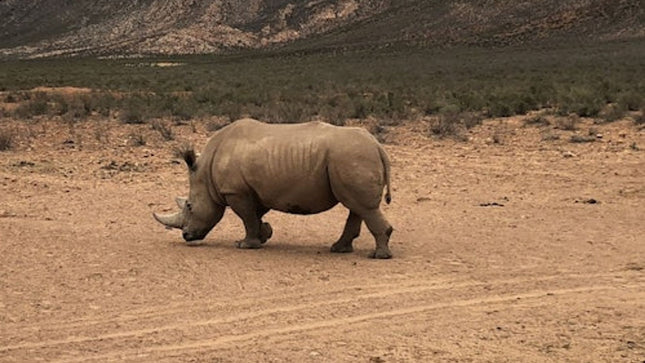 Cape Town: Full-Day Aquila Safari Tour with Nederburg Wine Tasting