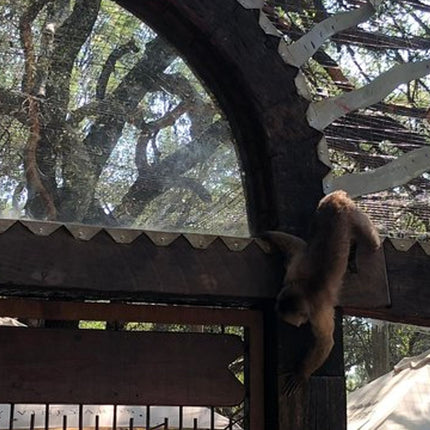 Elephant & Monkey Sanctuary Tour from Johannesburg