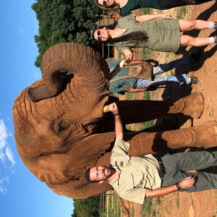 Elephant Sanctuary Tour from Johannesburg